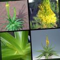 sárga Virág Bulbine, Bulbinella, Éget Zselés Üzem, Peckesen Bulbine, Narancs Bulbine fénykép és jellemzők