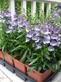 Dārza Ziedi Angelonia Serena, Vasaras Snapdragon, Angelonia angustifolia gaiši zils Foto