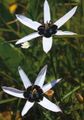 beyaz çiçek Boyalı Tavuskuşu Çiçek, Tavuskuşu Yıldız fotoğraf ve özellikleri