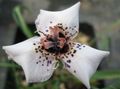 bijela Cvijet Moraea Foto i karakteristike