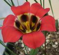 Záhradné kvety Romulea červená fotografie