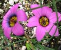 ვარდისფერი ყვავილების Romulea სურათი და მახასიათებლები