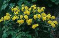 les fleurs du jardin Arnebia, Arnebia  pulchra jaune Photo