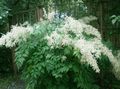 Садовые Цветы Арункус (волжанка), Aruncus dioicus белый Фото
