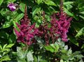 burgundia Virág Astilbe, Hamis Kecskeszakáll, Fanal fénykép és jellemzők