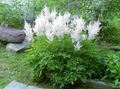 Садові Квіти Астільба, Astilbe білий Фото