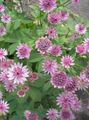 Vrtne Cvjetovi Masterwort, Astrantia ružičasta Foto