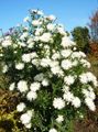 Kerti Virágok Őszirózsa, Aster fehér fénykép