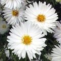 Záhradné kvety Astra, Aster biely fotografie