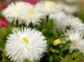 bela Cvet New England Aster fotografija in značilnosti