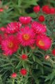 punainen Kukka New England Aster kuva ja ominaisuudet