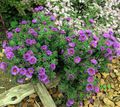 liliac Floare New England Aster fotografie și caracteristici