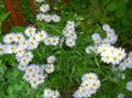 Flores de jardín Aster Alpino, Aster alpinus blanco Foto