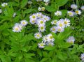 Záhradné kvety Alpine Aster, Aster alpinus orgován fotografie