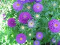 Садові Квіти Астра Однорічна (Каллістефус), Callistephus chinensis фіолетовий Фото