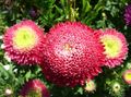 Садові Квіти Астра Однорічна (Каллістефус), Callistephus chinensis червоний Фото