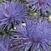 Gradina Flori China Aster, Callistephus chinensis albastru fotografie