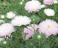Садові Квіти Астра Однорічна (Каллістефус), Callistephus chinensis рожевий Фото