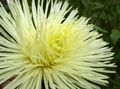 жовтий Квітка Астра Однорічна (Каллістефус) Фото і характеристика