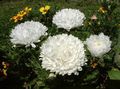 Kerti Virágok China Aster, Callistephus chinensis fehér fénykép
