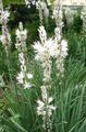 Kerti Virágok Fehér Aszfodélosz, Asphodelus fehér fénykép