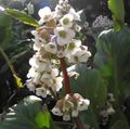 bijela Cvijet Bergenia Foto i karakteristike