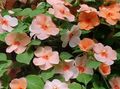 I fiori da giardino Impianto Di Pazienza, Balsamo, Gioiello Erbaccia, Lizzie Occupato, Impatiens arancione foto