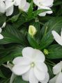 bijela Cvijet Strpljenje Biljka, Balzam, Dragulj Korov, Zauzet Lizzie Foto i karakteristike