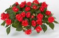 Kerti Virágok Türelem Növény, Balzsam, Ékszer Gyom, Forgalmas Lizzie, Impatiens piros fénykép