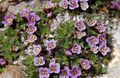 бузковий Квітка Бамашанія Фото і характеристика