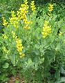 Záhradné kvety False Indigo, Baptisia žltá fotografie