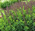 园林花卉 紫穗槐, Baptisia 勃艮第 照