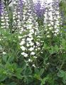 Садові Квіти Баптізія, Baptisia білий Фото