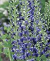 Záhradné kvety False Indigo, Baptisia modrá fotografie