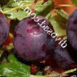 Цариградско грозде сортове Северный капитан снимка и характеристики