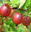 Цариградско грозде сортове Ласковый снимка и характеристики