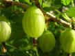 Цариградско грозде сортове 4-30 снимка и характеристики