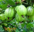 Цариградско грозде сортове Малахит снимка и характеристики