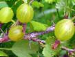 Gooseberry varieties Pushkinskijj Photo and characteristics