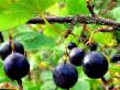L'uva spina le sorte Orljonok foto e caratteristiche