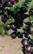 Gooseberry varieties Chernomor Photo and characteristics