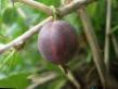Цариградско грозде сортове Неслуховский снимка и характеристики