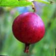Gooseberry varieties Afrikanec Photo and characteristics