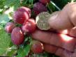 Gooseberry varieties Grushenka Photo and characteristics