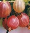 Цариградско грозде сортове Салют снимка и характеристики