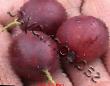 Цариградско грозде сортове Розовый 2  снимка и характеристики