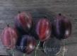 L'uva spina le sorte Konsul (Senator) foto e caratteristiche