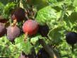 L'uva spina  Kazachok la cultivar foto