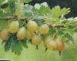 Gooseberry varieties Kurshu Dzintars Photo and characteristics