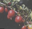 Цариградско грозде  Лепаан Ред сорт снимка